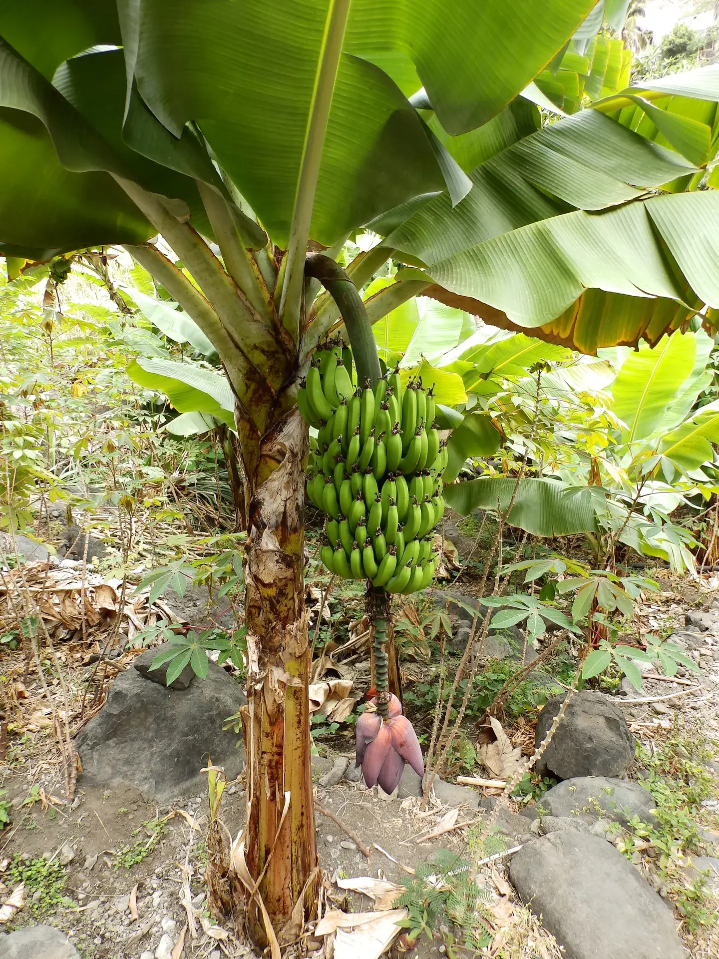 Bunch of green bananas growing on a banana plant in the Paul Valley on Santo Antão